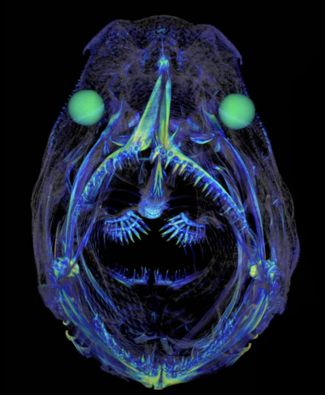 Angler Fish CT Scan