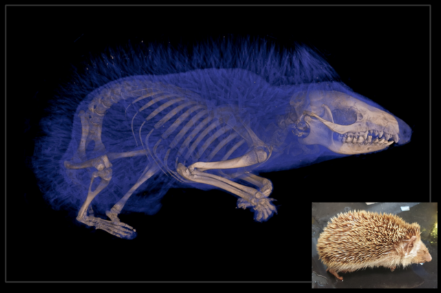 CT Scan Hedgehog