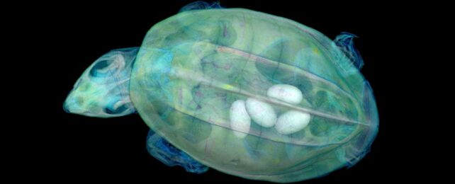 Stunning Tool Lets You Digitally 'Dissect' Museum Animals With X-Ray Vision