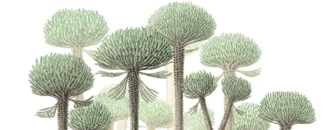Earth's Oldest Fossilized Forest Has Been Hiding Its Bizarre Trees For 390 Million Years