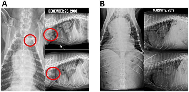 Breakthrough Cancer Vaccine For Dogs Is ‘Truly Revolutionary’, Scientist Says : ScienceAlert