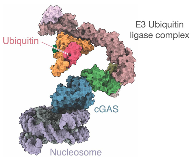 cGAS illustration