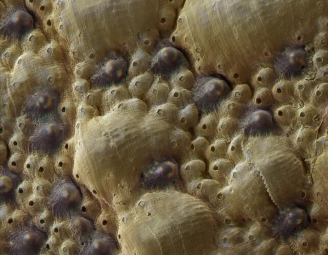 Close up picture of bumps on chiton shell. Some are darker in colour, almost purple, and others are light beige.