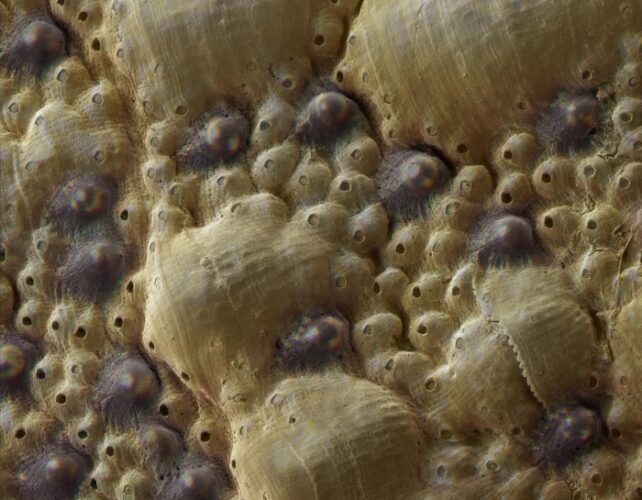 Close-up of bumps on ketone shell.  Some are darker in color, almost purple, others are light beige.