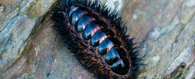 Dark coloured, shiny marine mollusc attached to a rock. It has protrusion around the edge of its segmented shell.