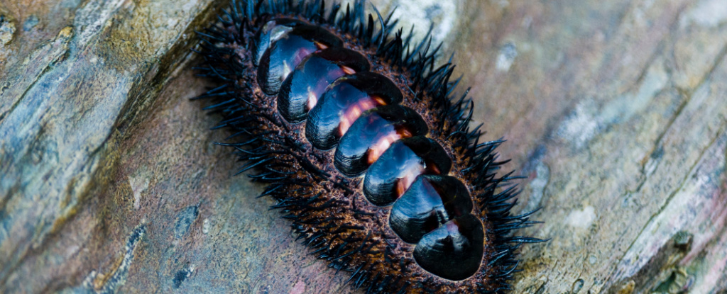 Researchers solve the mystery of a sea creature whose eyes evolved throughout its shell: ScienceAlert