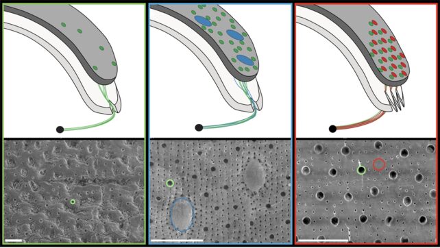 Panel of images showing the different types of visual systems that chitons evolved in their shells.