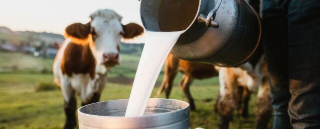 Experts Confirm First Bird Flu Outbreak in Cows: Is It Safe to Drink Milk?