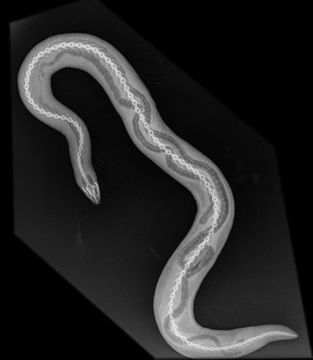 Xray of a caecilian revealing a skeleton within