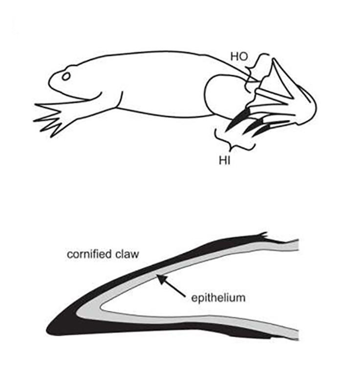 Diagram of clawed frog with detailed insert of its nail