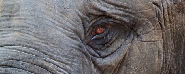 Eye Of Elephant