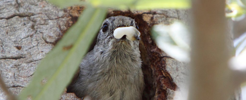 Las aves comen mucho excremento y los científicos todavía están tratando de descubrir por qué: Heaven32