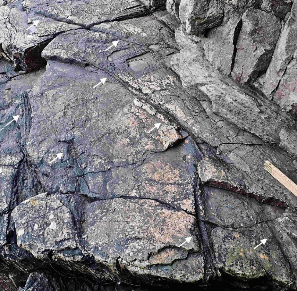 Earth's Oldest Fossilized Forest Has Been Hiding Its Bizarre Trees For 390 Million Years