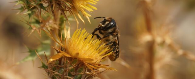 Spring Flowers Bloom Weeks Earlier Than Just Decades Ago, Study Finds