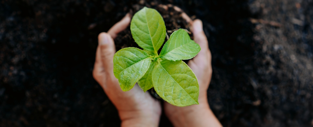 Plantar árboles en ‘lugares equivocados’ en realidad aumenta el calentamiento global: Heaven32