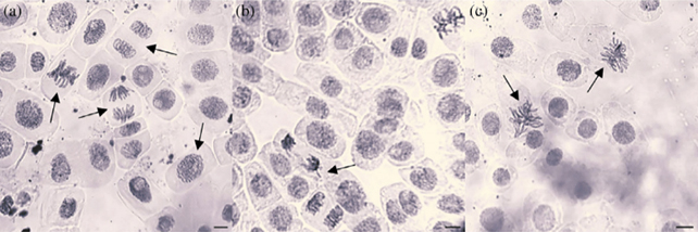 Herbicide effects