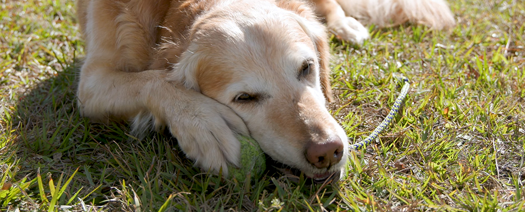 La innovadora vacuna contra el cáncer para perros es “verdaderamente revolucionaria”, dice un científico: Heaven32