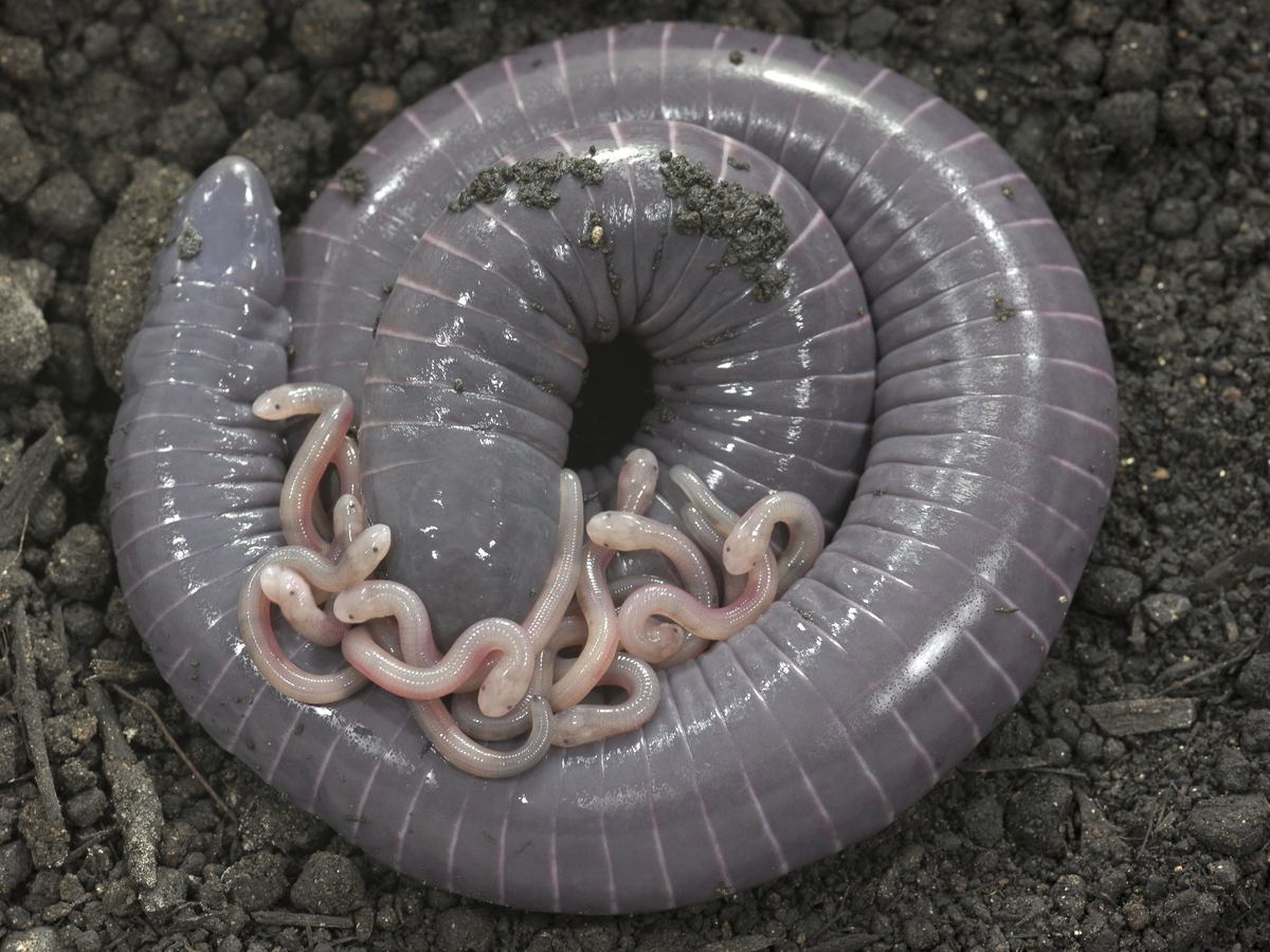 mama caecilian curled around helpless pink baby wormlings