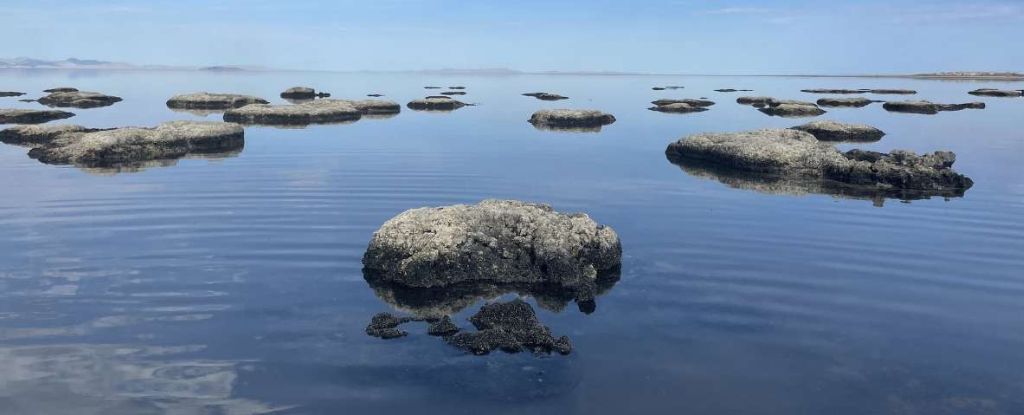 Para ilmuwan percaya bahwa hanya ada dua hewan yang hidup di Great Salt Lake.  Mereka salah.  Peringatan sains