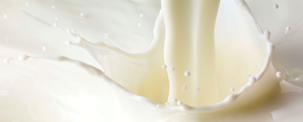 Учените проектират крава, която произвежда човешки инсулинови протеини в млякото си: ScienceAlert