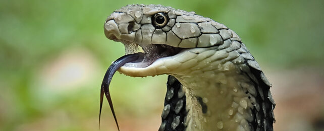 Close up of cobra with mouth open and tongue flickering
