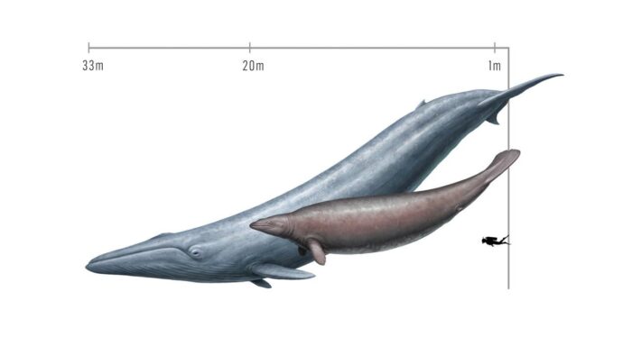 Comparison of Perucetus and blue whale sizes