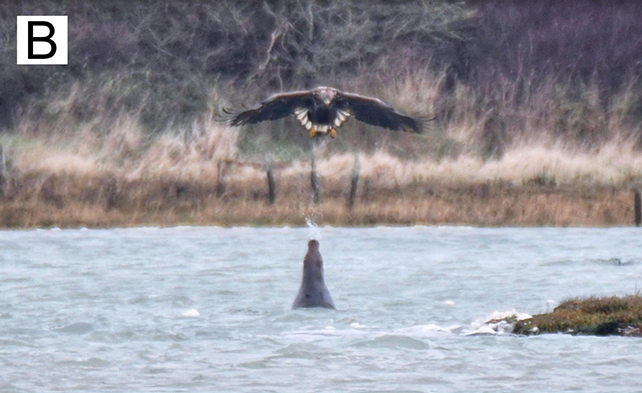 Eagle and seal