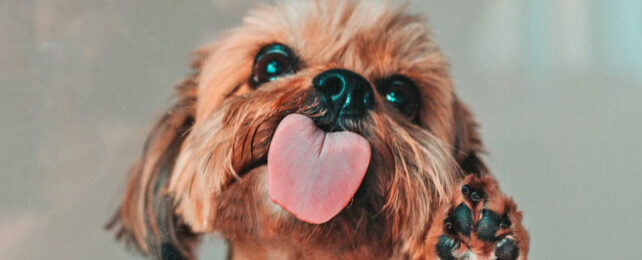 Brown puppy licking at glass screen with paw up