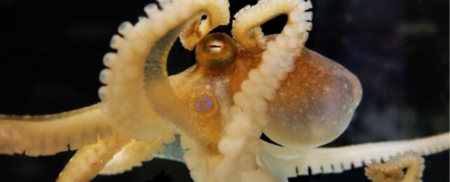 Octopuses Might Have The Oldest Sex Chromosomes in The Animal Kingdom
