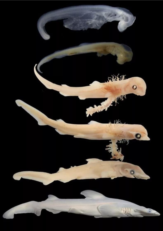 shark embryos