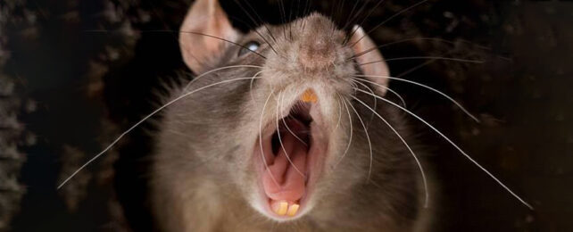 Surprised looking brown rat (it's yawning)