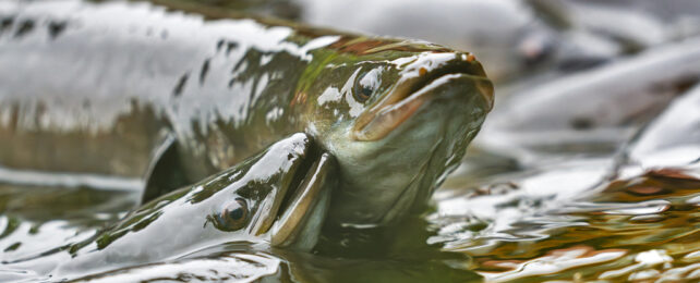 Thousands of Eels Found Dead in New Zealand, And It's Not The First