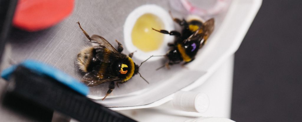 Las abejas revelan una inteligencia colectiva similar a la humana que nunca supimos que existía: Heaven32