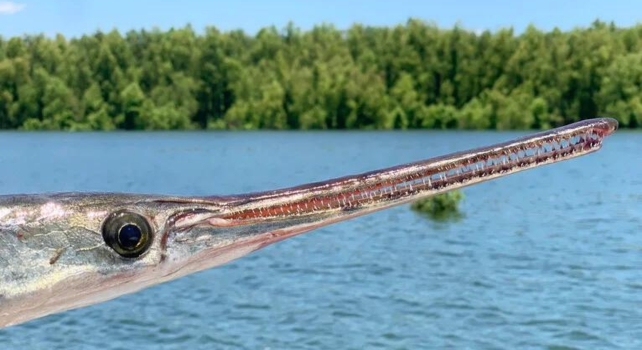A long nosed gar on a blue water background