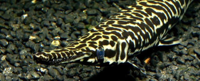 A yellow and black patterned fish