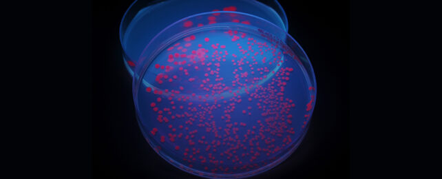 fluorescent red microbe colonies on a petris dish
