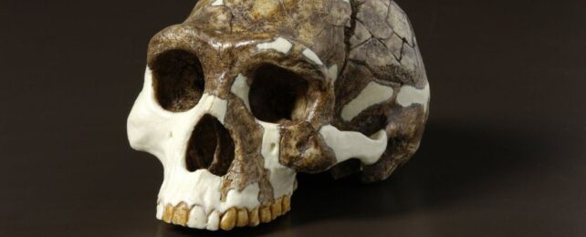 Study Reveals How Ancient Humans Escaped Climate Extinction 900,000 Years Ago