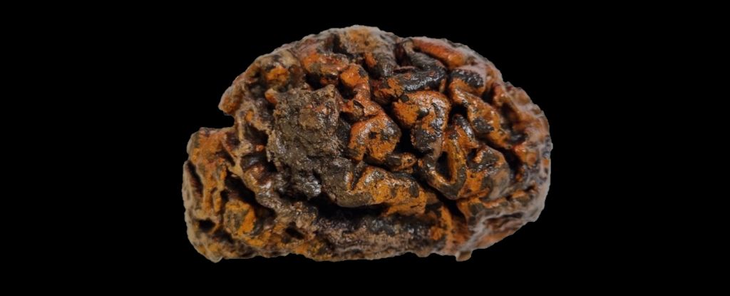 Cerebros humanos conservados de 12.000 años de antigüedad desafían las suposiciones sobre la descomposición de los tejidos blandos: Heaven32