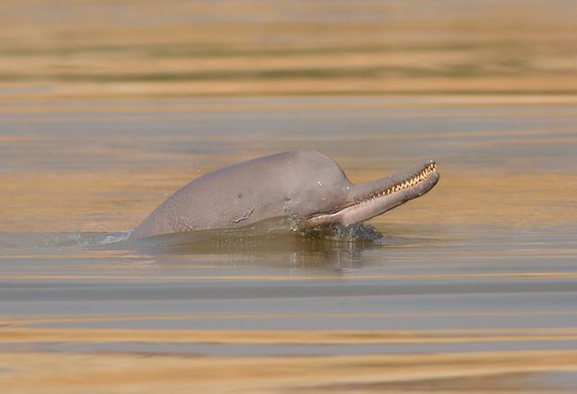 دلفين نهر السند، والذي يبدو أن الأنواع الجديدة مرتبطة به ارتباطًا وثيقًا