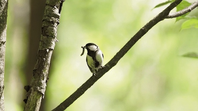 Japanese tit perching with food in beak