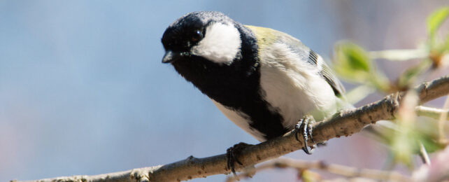 Japanese tit perching