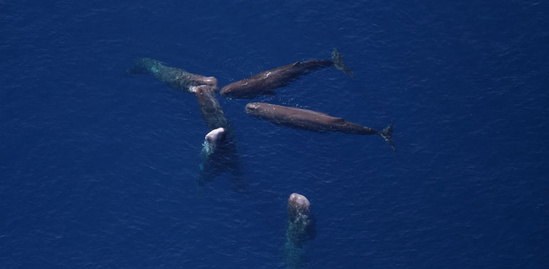 Sperm Whale Rosette
