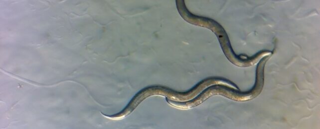 nematodes-642x260.jpg