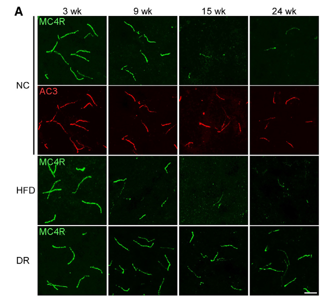 images of mc4r proteins