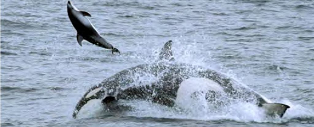 シャチは外海で餌を食べるために残忍な新しい狩猟技術を学んだ：サイエンスアラート
