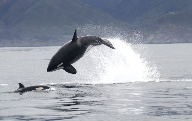 Las orcas han aprendido nuevas y brutales técnicas de caza para alimentarse en mar abierto: ScienceAlert