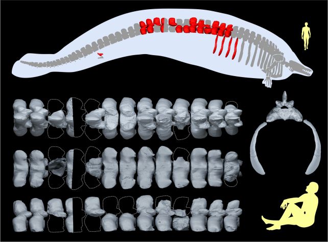 Bones found from the prehistoric whale