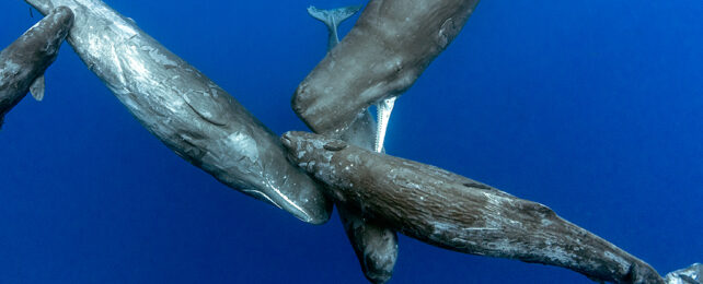 sperm whale pod