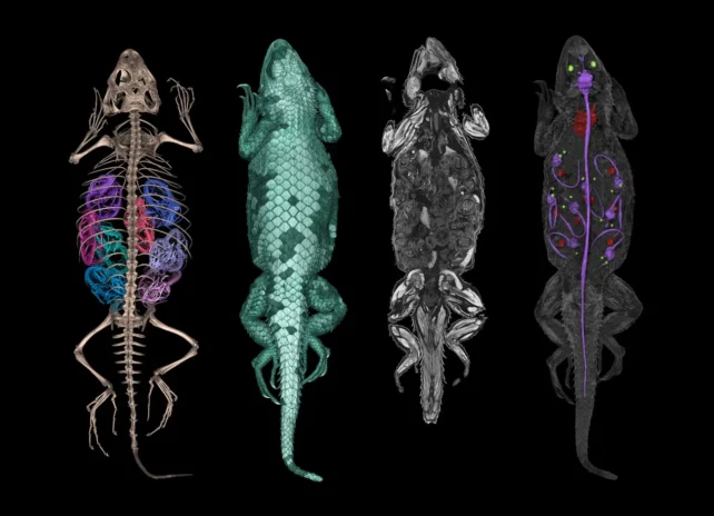 Lizard CT Scan