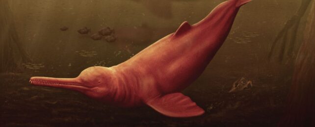 There Was Once a Different Kind of Dolphin in The Amazon, And It Was a Giant